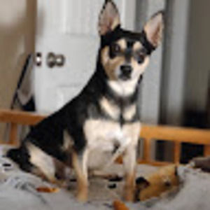 Meet your Posher, Dennis